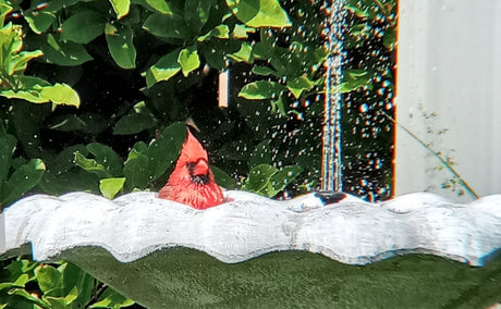 How and When to Clean a Bird Bath