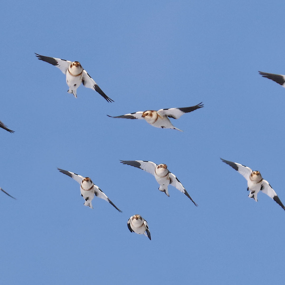 Snowbirds – Urban Nature Store