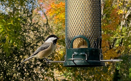 Paul’s Perch: Winter Birds, Water, and Feeding Smart in the City
