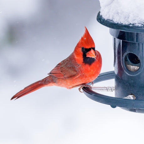 Don't Forget our Wild Birds After the Snow Storm
