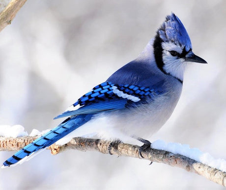 Winter Love Stories at the Feeder
