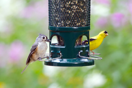 Winning the Battle Against Rodents Under Your Bird Feeder