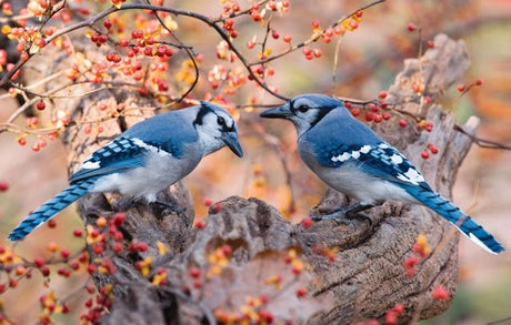 Climate Change and Our Birds: What We’re Seeing — and What We Can Do
