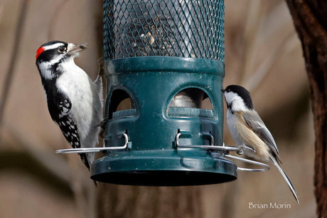 Stock Your Feeders!