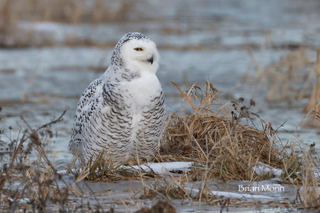 Winter Wonders
