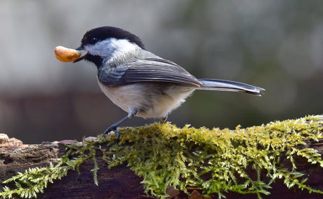 Confessions of a Backyard Birder in February