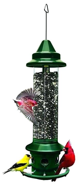 How to Discourage Pigeons at Your Bird Feeders