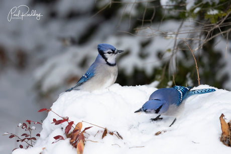 The Best Food for Winter Birding in Canada: Keep Your Backyard Birds Healthy and Happy