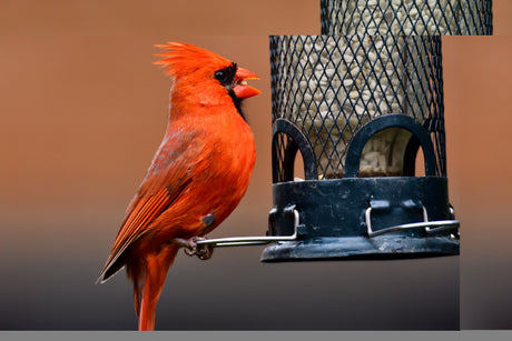 🌿 Community Binocular Lending Program 🐦