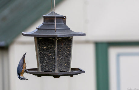 The Birds That Make Winter Feel Shorter