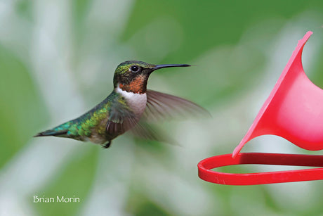 Keep on Feeding