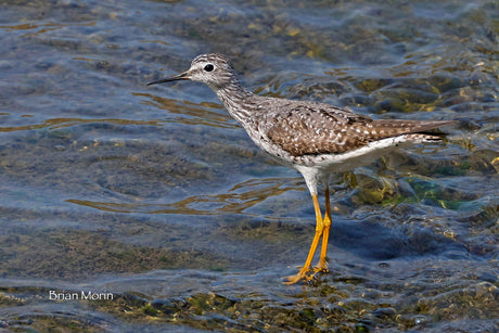 Fall Migration is Underway!