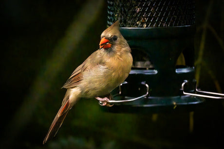 A Moment for the Birds: National Bird Day at Paul’s Perch