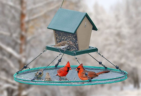 Winning the Battle Against Rodents Under Your Bird Feeder