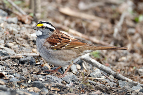 Birds are on the Move!