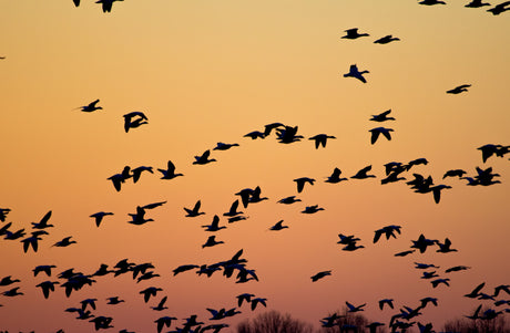 How Birds Migration in Falls Make You a Better Lover...