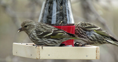 Jane's Deck of Birds - Pine Siskins