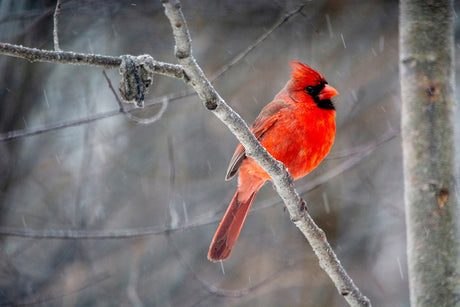 What the Birds Are Telling Us Right Now