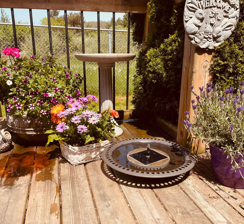 LET’S GO SHOPPING FOR BIRD BATHS! Urban Nature Store