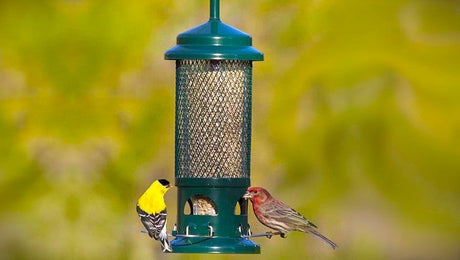 What I Feed the Birds at My Feeders