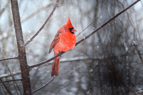 The Unexpected Joy of a “Quiet” Birding Day