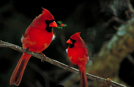Urban Nature Store Bird of the Month - Northern Cardinal...