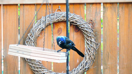 The Return of the Grackles