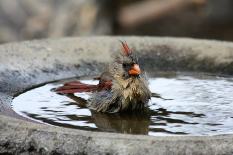 Water – The Backyard Essential Birds Can't Live Without