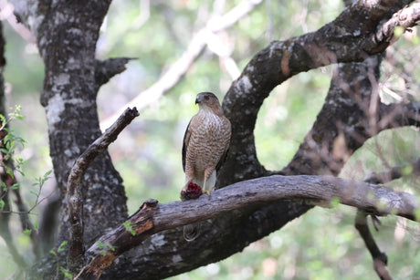 Tiny Birds, Big Courage