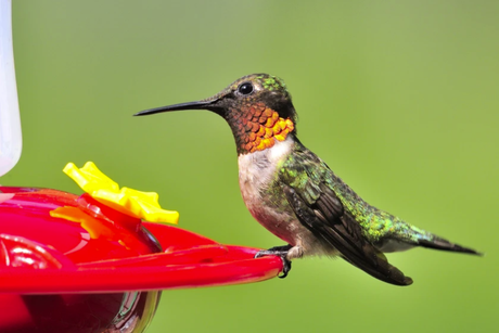 A Slow Spring Has Been Hard on Birds — Here’s How We Can Help