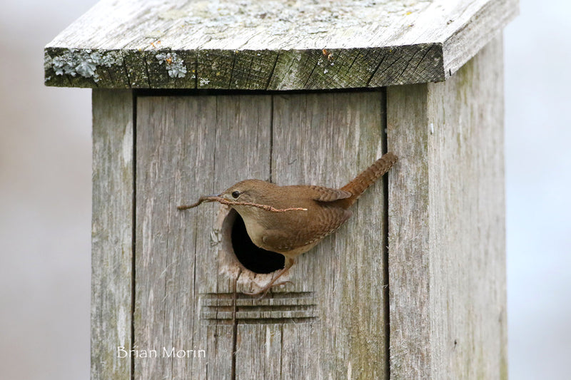 The Breeding Season Has Begun Urban Nature Store