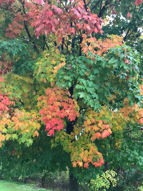 TIPS TO HELP BIRDS DURING MIGRATION