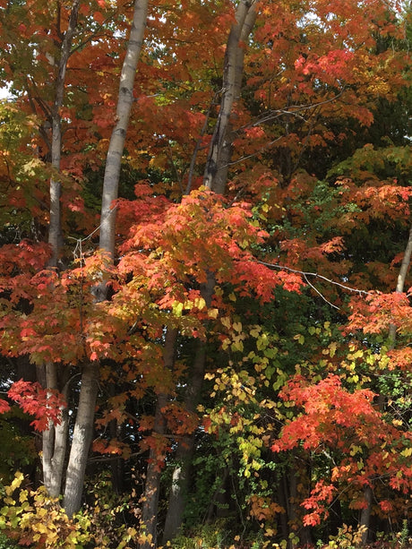 FALL MIGRATION