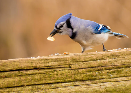 Five Important Facts That You Should Know About Blue Jays...