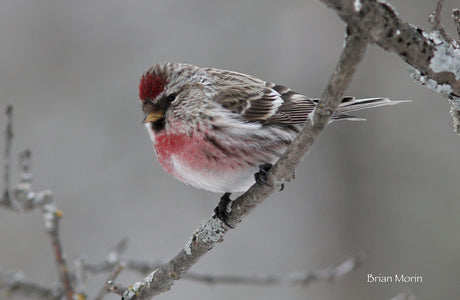 Delightful Winter Visitors