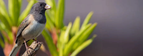 It’s Junco Time at Paul’s Perch