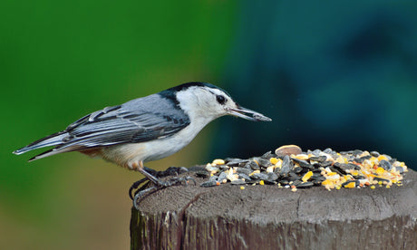 Jane's Deck of Birds - White Breasted Nuthatch