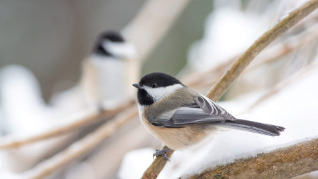 Jane’s Deck of Birds: Black-capped Chickadee