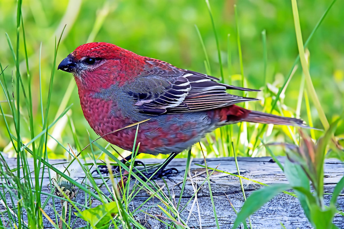 Irruption Year What Does an Irruption Year Mean? – Urban Nature Store
