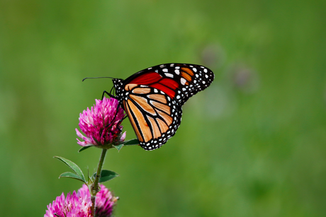 Helping Butterflies Thrive in Your Backyard