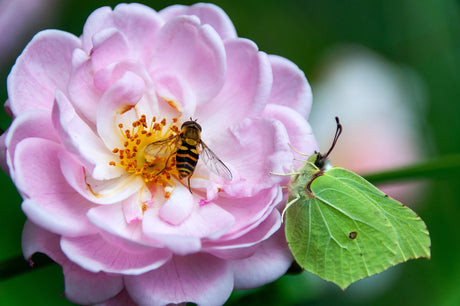 Helping Bees Thrive in Your Backyard (And Why It Matters More Than Ever)