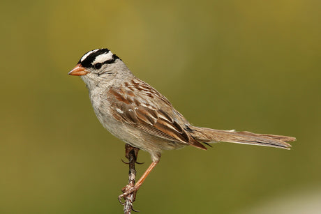 Jane's Deck of Birds- White-Crowned Sparrow
