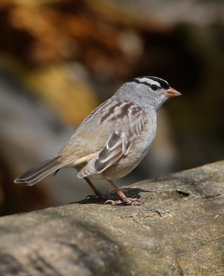 Little Brown Birds