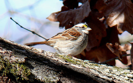 Jane's Deck of Birds - White Throated Sparrow
