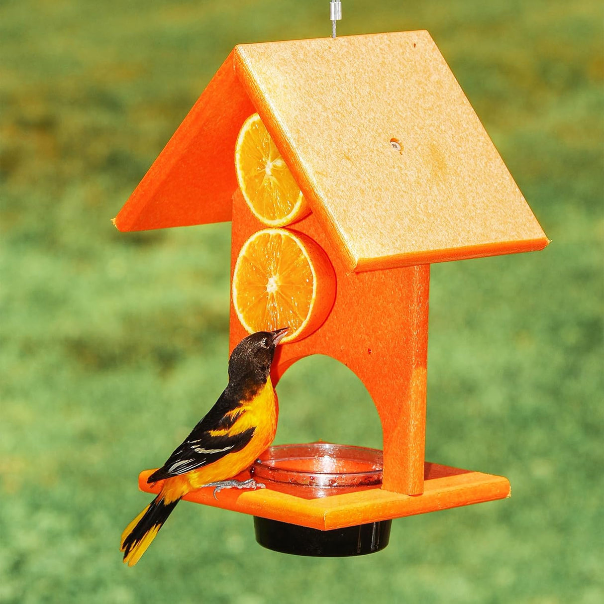 Fruit and Jelly Oriole Feeder (Product of the Month)