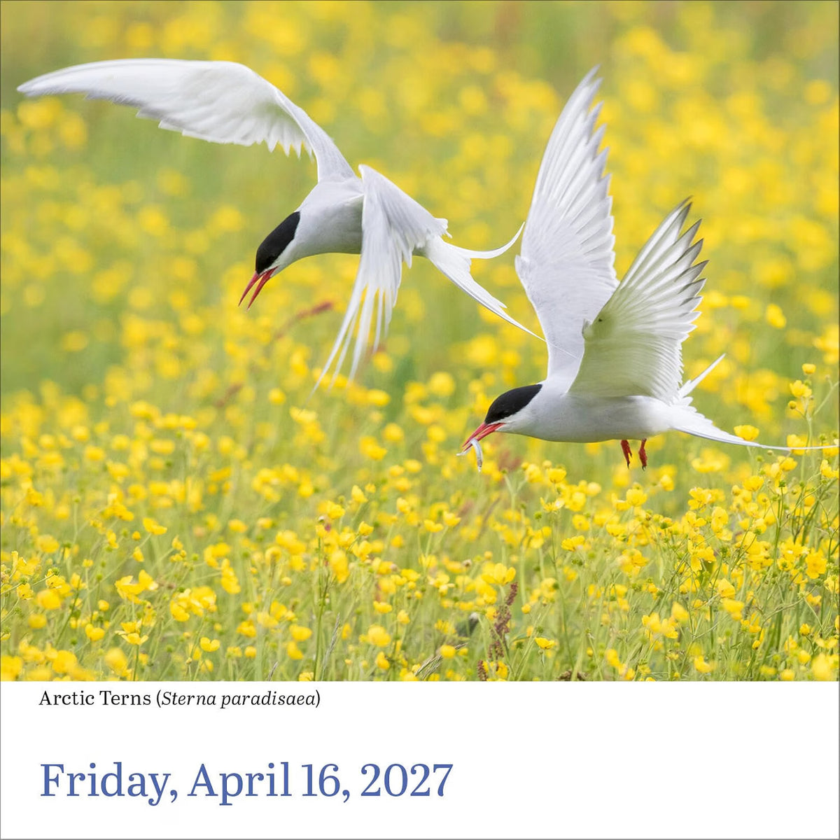 Audubon Birds Page-A-Day Calendar 2027