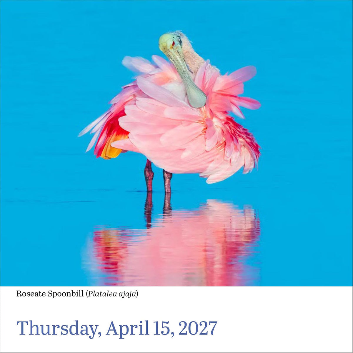 Audubon Birds Page-A-Day Calendar 2027