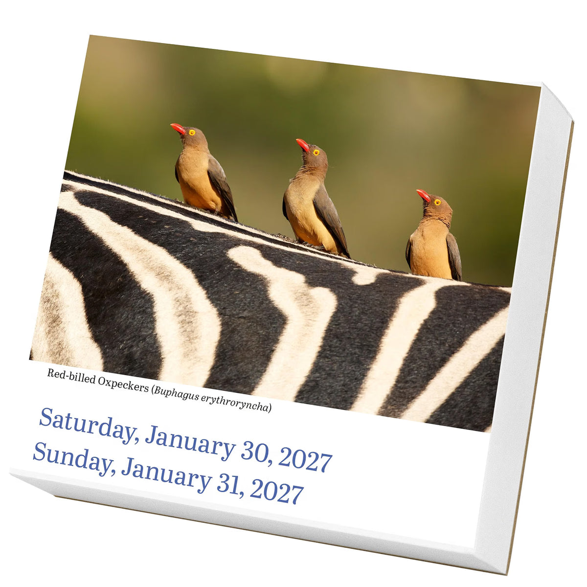 Audubon Birds Page-A-Day Calendar 2027