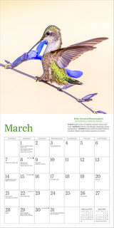 Audubon Hummingbirds Mini Wall Calendar 2027