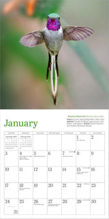 Audubon Hummingbirds Mini Wall Calendar 2027